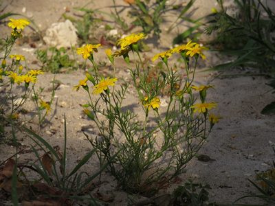 Steirodiscus tagetes, photographed by Jeremy Gilmore