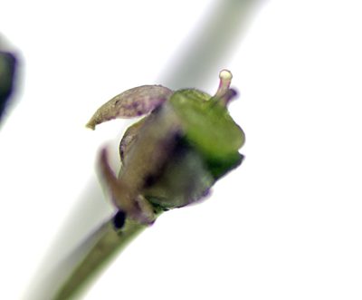 Lilaeopsis brisbanica, photographed by Tony Eales