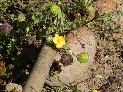 Abutilon sonneratianum, photographed by Shaun Swanepoel