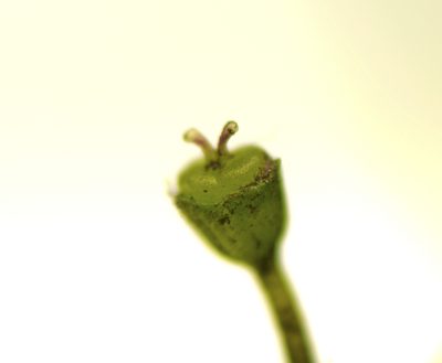 Lilaeopsis brisbanica, photographed by Tony Eales