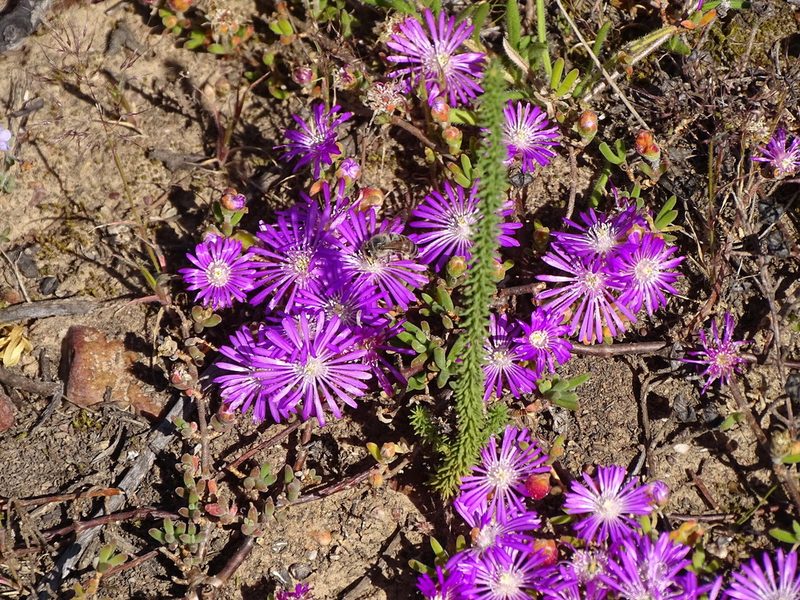 Drosanthemum hispidum, photographed by Shaun Swanepoel