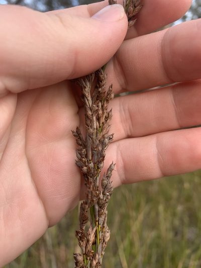 Lepidosperma longitudinale, photographed by Guy Taseski