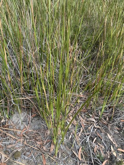 Lepidosperma longitudinale, photographed by Guy Taseski