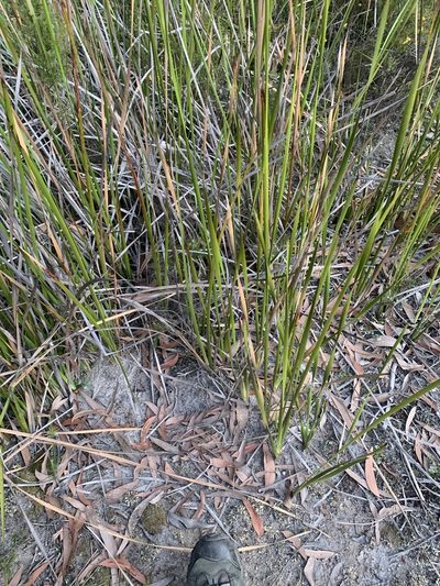 Lepidosperma longitudinale, photographed by Guy Taseski