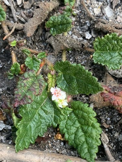 Commersonia prostrata, photographed by Guy Taseski