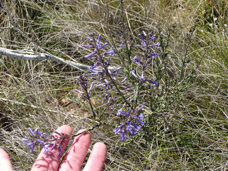 Freylinia undulata, photographed by Shaun Swanepoel