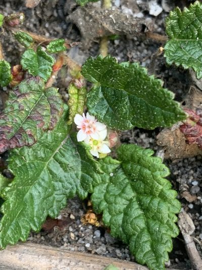 Commersonia prostrata, photographed by Guy Taseski