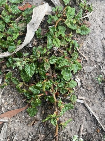 Commersonia prostrata, photographed by Guy Taseski