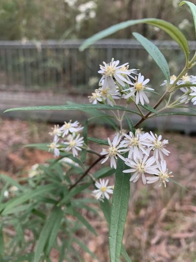 Olearia viscidula, photographed by Guy Taseski