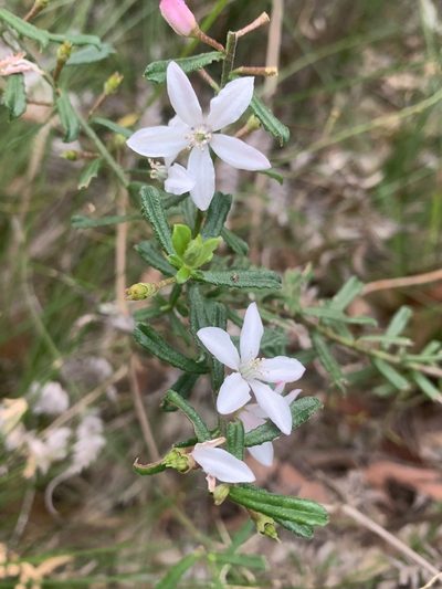 Philotheca hispidula, photographed by Guy Taseski