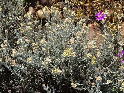 Helichrysum rosum, photographed by Shaun Swanepoel