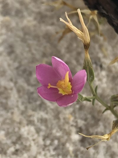 Zeltnera maryanniana, photographed by Jared Shorma