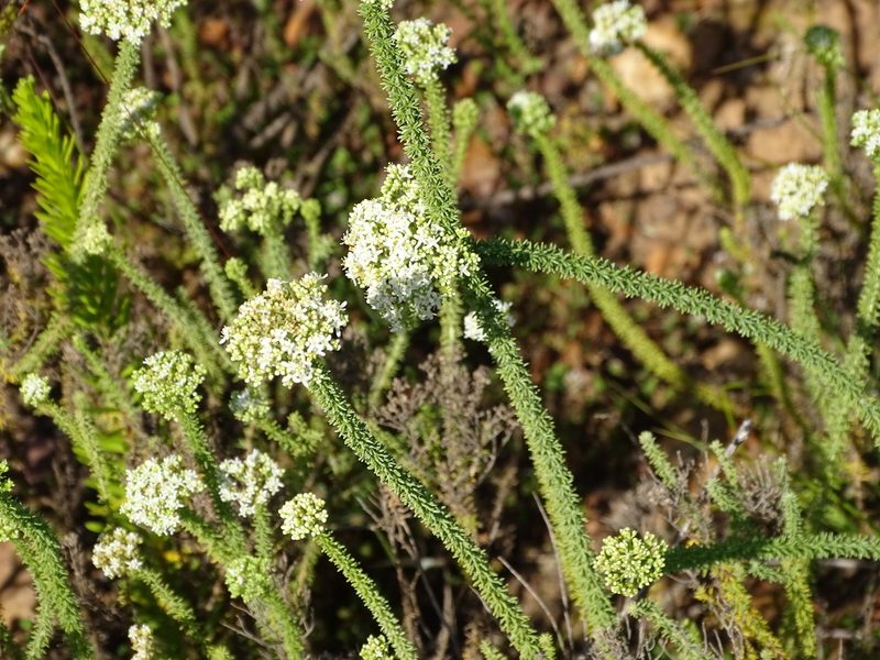 Selago dolosa, photographed by Shaun Swanepoel