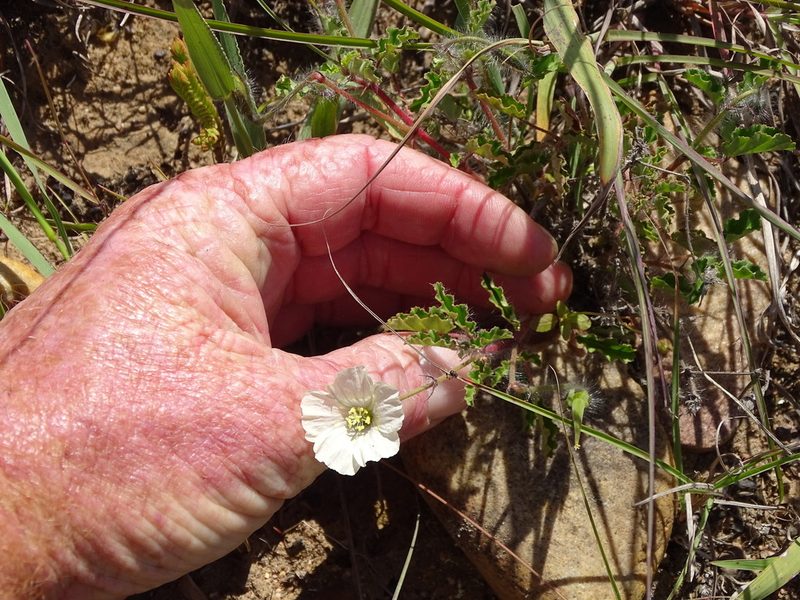 Monsonia emarginata, photographed by Shaun Swanepoel