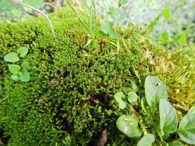 Vinealobryum insulanum, photographed by Susan Marley