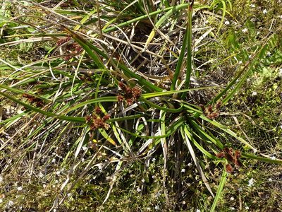 Cyperus thunbergii, photographed by Shaun Swanepoel