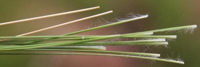 Eragrostis racemosa, photographed by Tony Rebelo