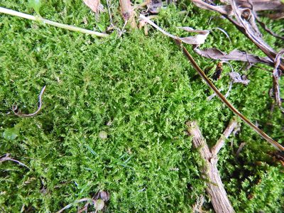 Oxyrrhynchium hians, photographed by Susan Marley