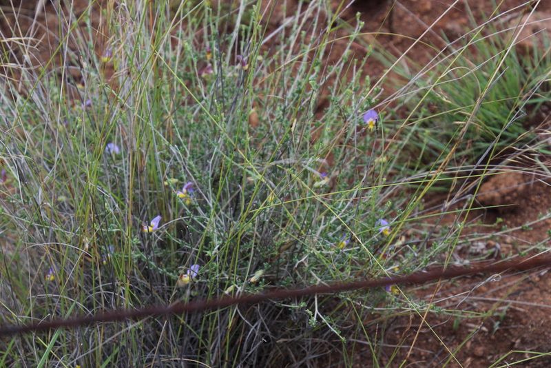 Lotononis azureoides, photographed by Tony Rebelo