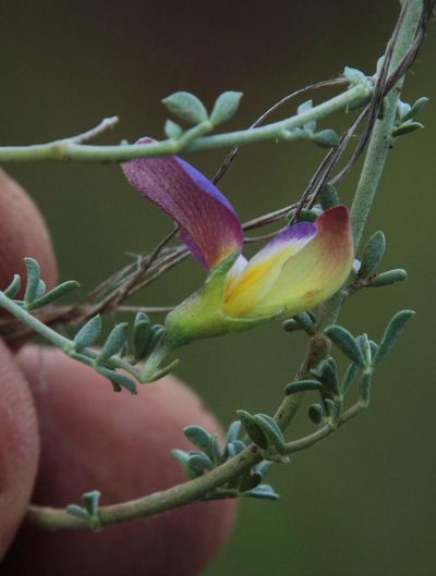 Lotononis azureoides, photographed by Tony Rebelo