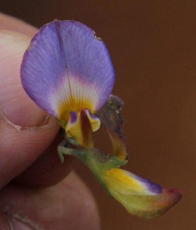 Lotononis azureoides, photographed by Tony Rebelo