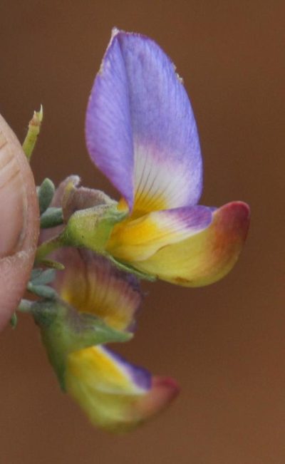 Lotononis azureoides, photographed by Tony Rebelo