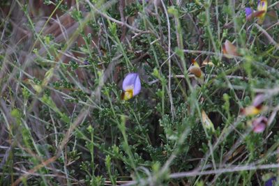 Lotononis azureoides, photographed by Tony Rebelo