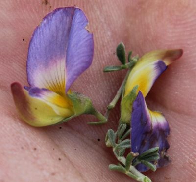 Lotononis azureoides, photographed by Tony Rebelo