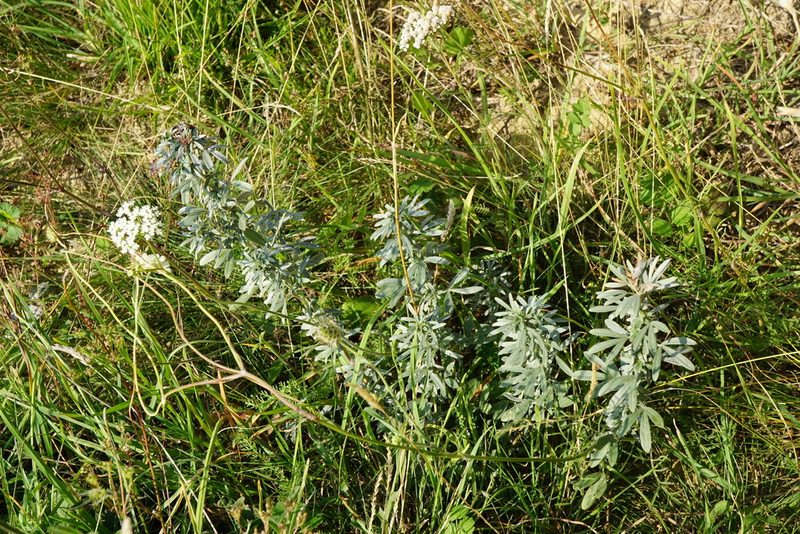 Chamaecytisus austriacus, photographed by Patrick Hacker
