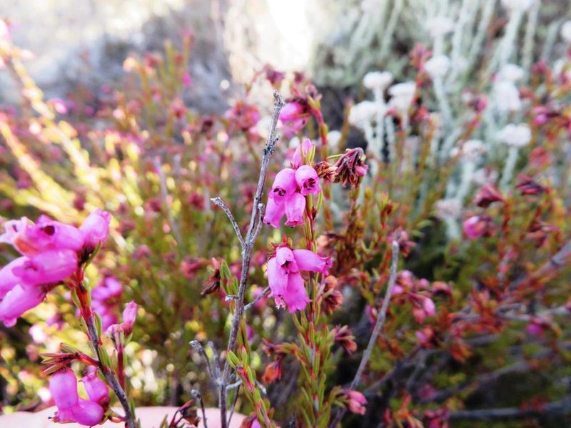 Erica orculiflora, photographed by linkie