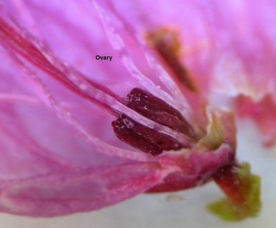 Erica orculiflora, photographed by linkie