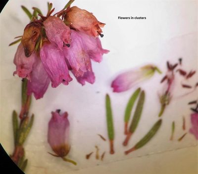 Erica orculiflora, photographed by linkie