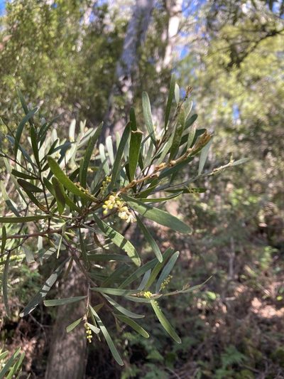 Acacia mucronata, photographed by krumpianking