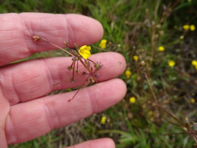 Hemimeris racemosa, photographed by Shaun Swanepoel