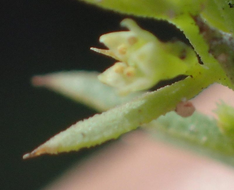 Thesium squarrosum, photographed by Nicola van Berkel