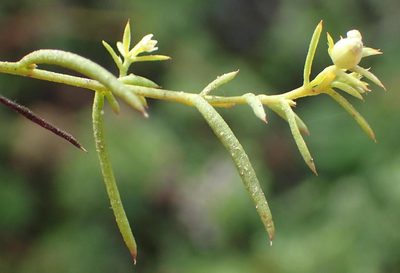 Thesium squarrosum, photographed by Nicola van Berkel