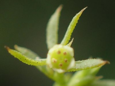 Thesium squarrosum, photographed by Nicola van Berkel