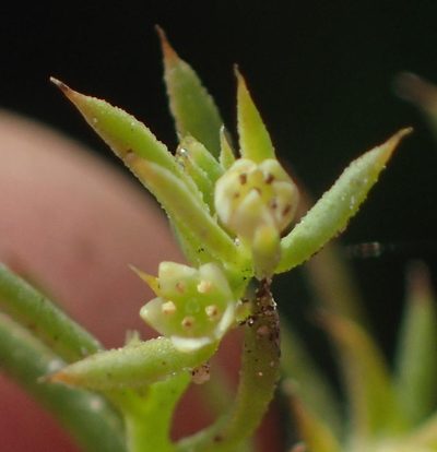 Thesium squarrosum, photographed by Nicola van Berkel