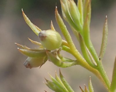 Thesium squarrosum, photographed by Nicola van Berkel