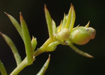Thesium squarrosum, photographed by Nicola van Berkel