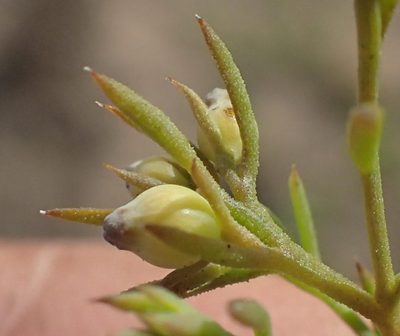 Thesium squarrosum, photographed by Nicola van Berkel