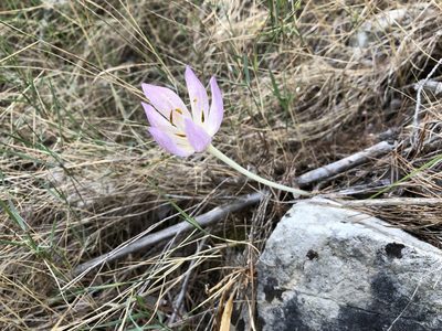 Colchicum haynaldii, photographed by Pavel Kacl
