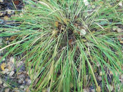 Molinia caerulea, photographed by Силаева Татьяна Борисовна