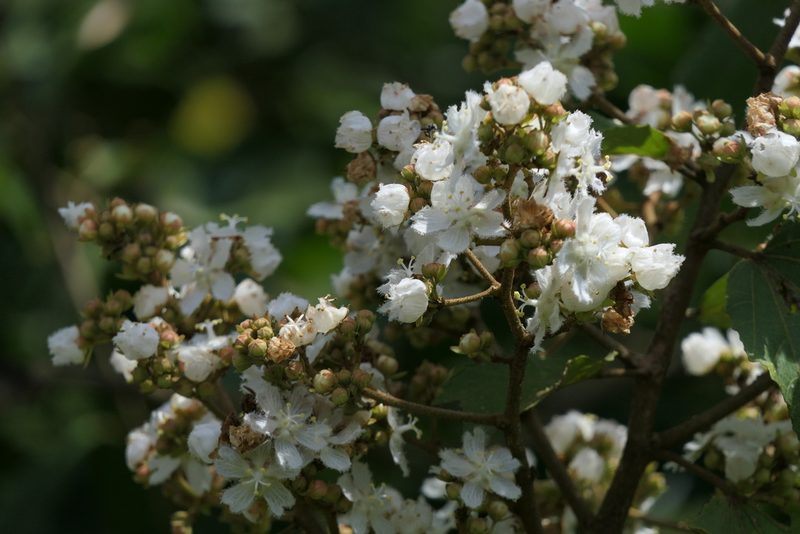 Kydia calycina, photographed by Dinesh Valke