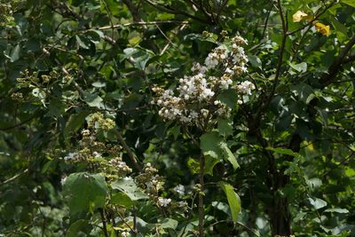 Kydia calycina, photographed by Dinesh Valke