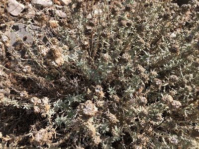 Teucrium capitatum, photographed by Pavel Kacl