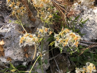 Clematis flammula, photographed by Pavel Kacl