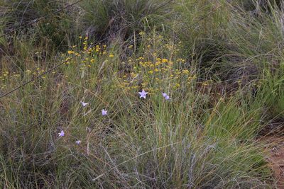 Wahlenbergia rivularis, photographed by Tony Rebelo