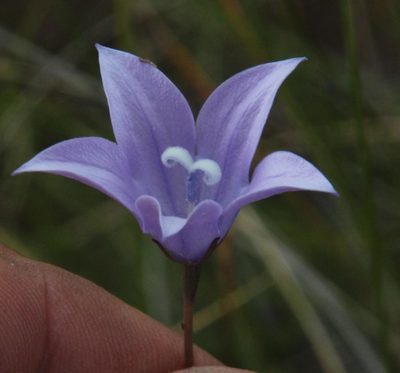 Wahlenbergia rivularis, photographed by Tony Rebelo
