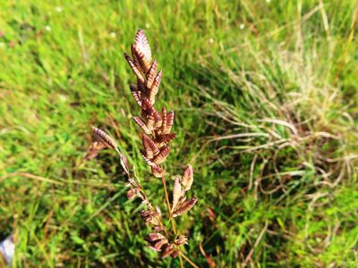 Eragrostis capensis, photographed by linkie